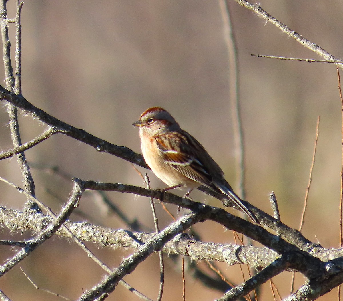American Tree Sparrow - ML645400053