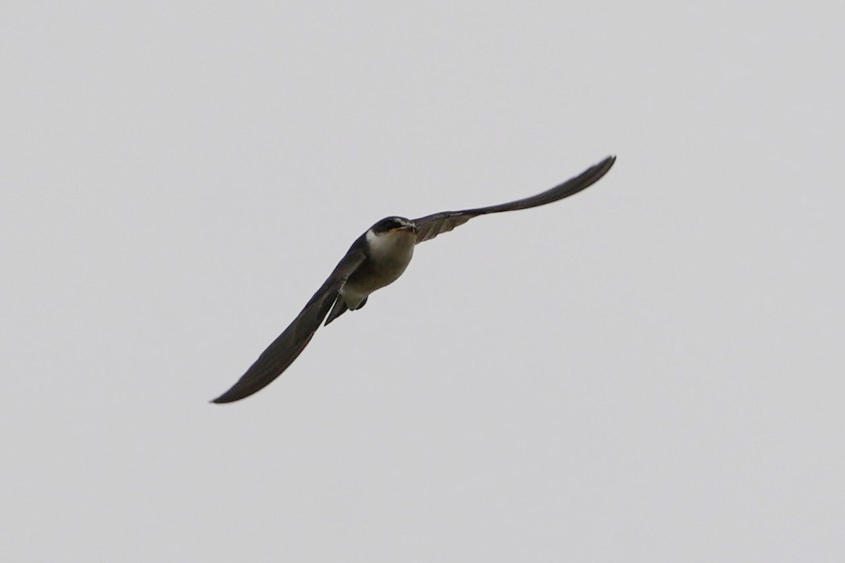 Белопоясничная ласточка - ML645400057