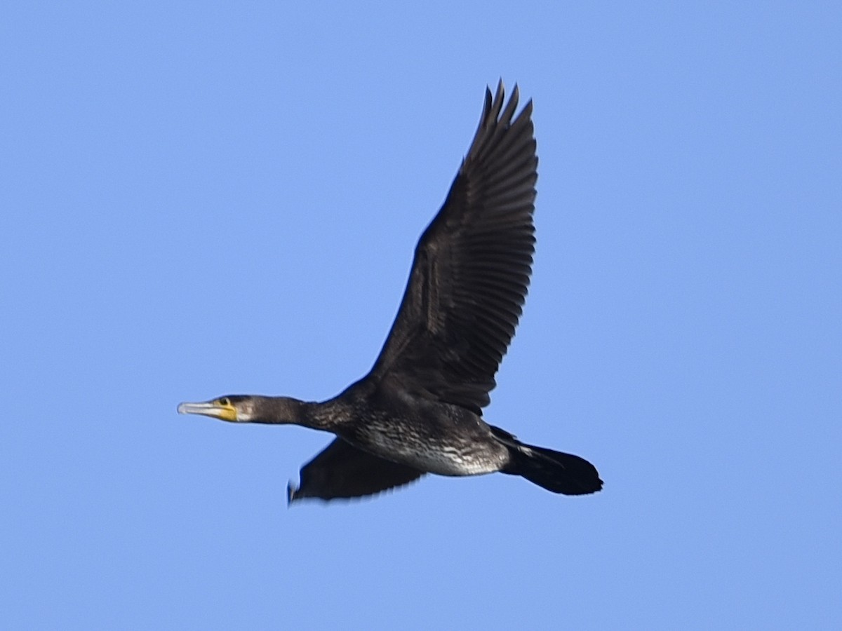 kormorán velký - ML645400065