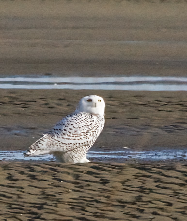 snøugle - ML645400067