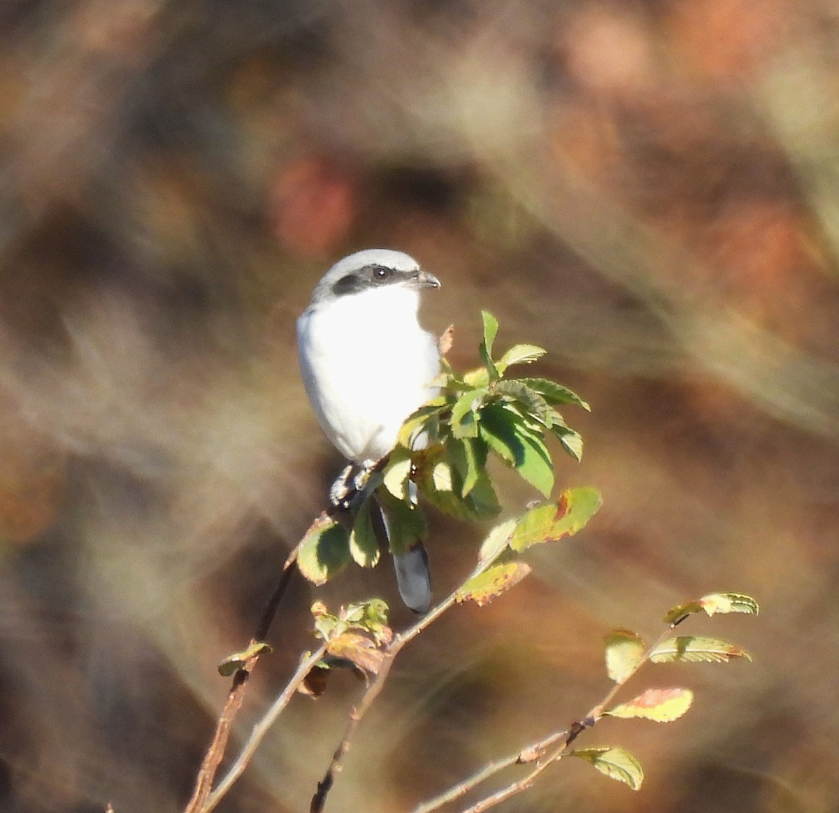 Loggerhead Shrike - ML645400068