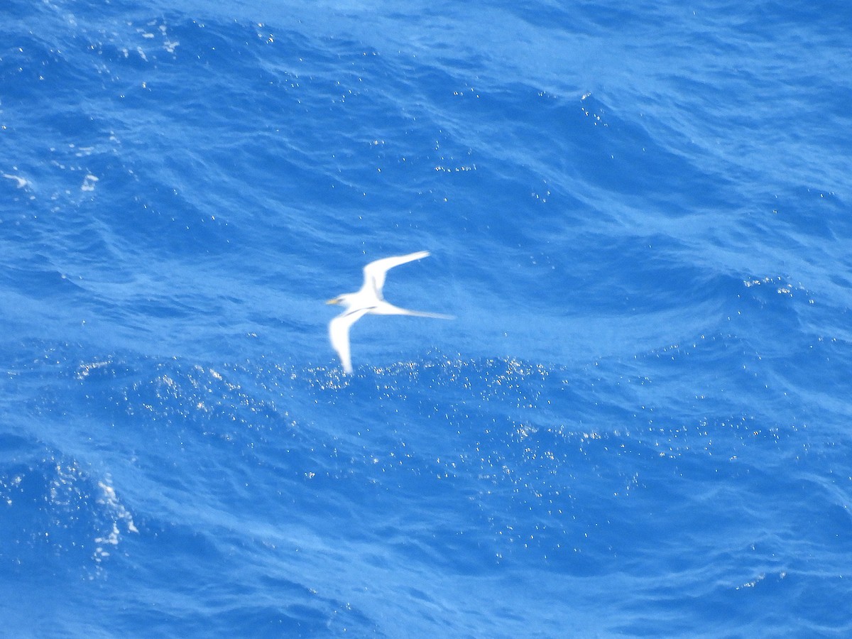 White-tailed Tropicbird - ML645400070