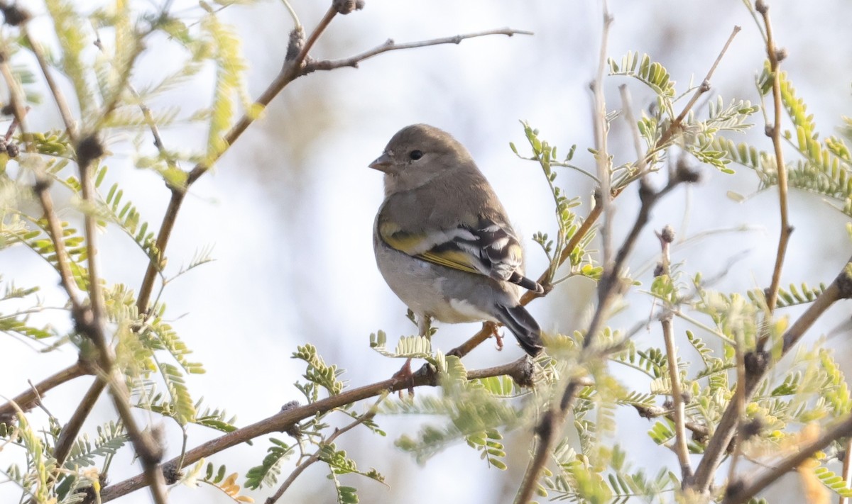 Lawrence's Goldfinch - ML645400072