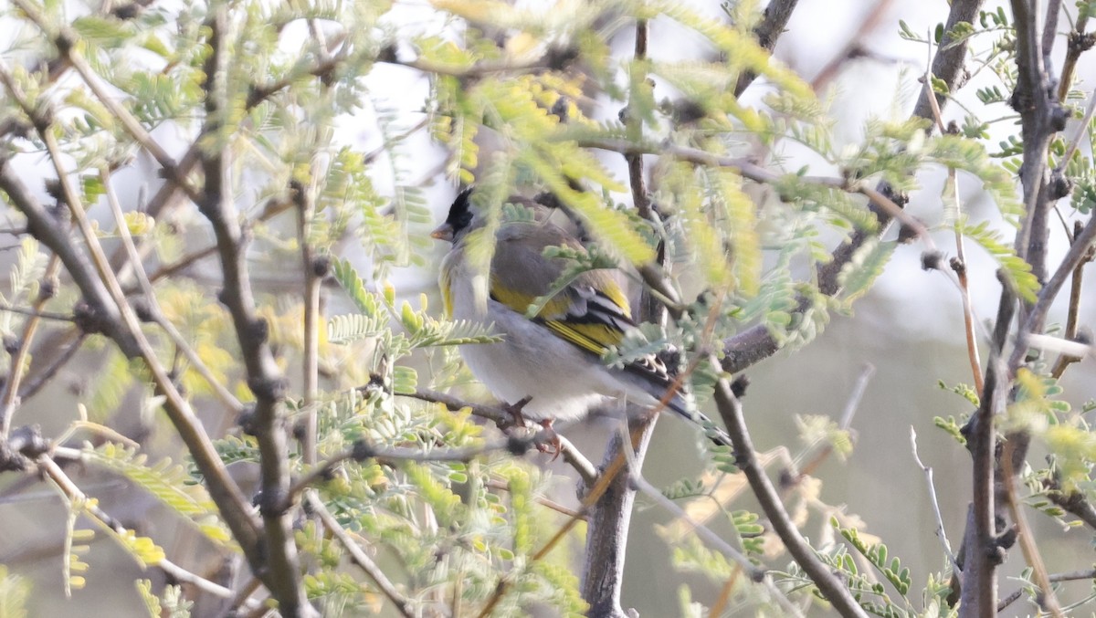 Lawrence's Goldfinch - ML645400073