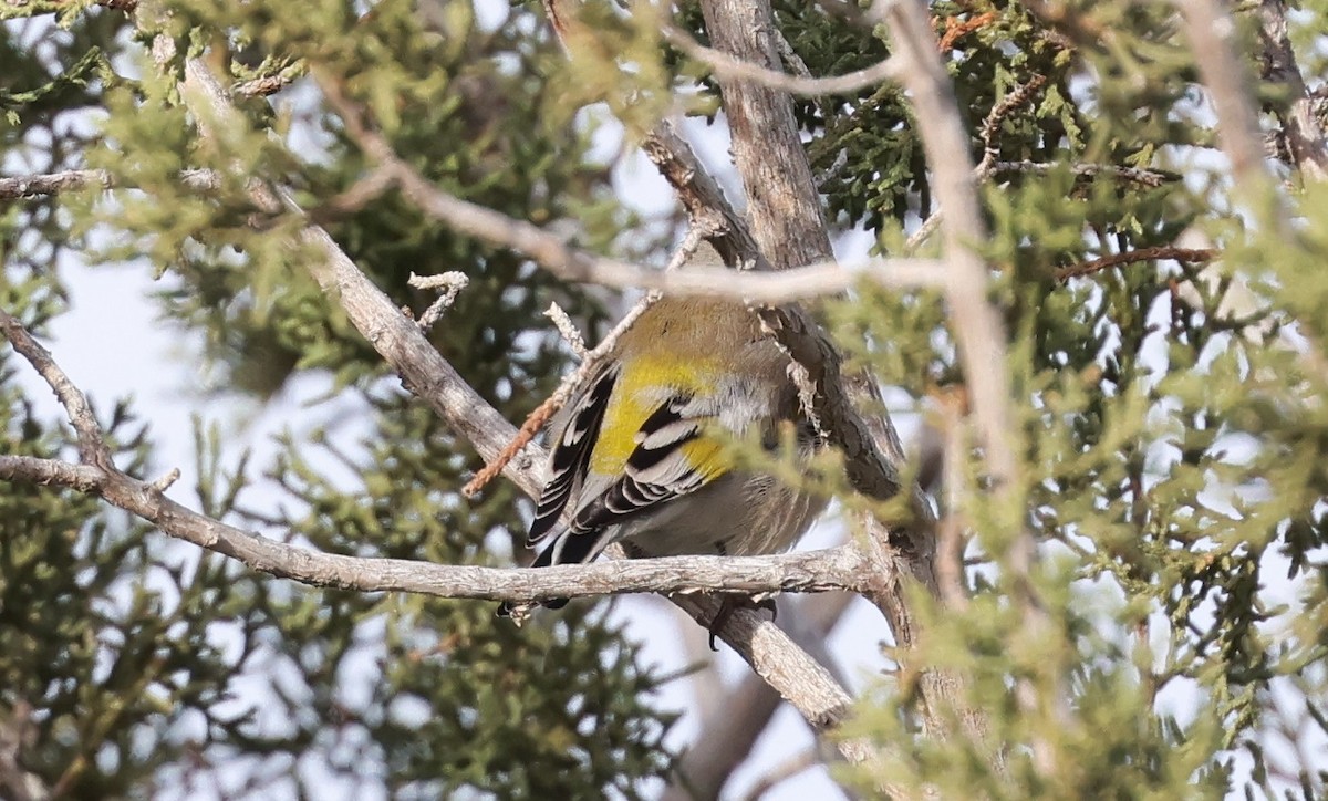 Lawrence's Goldfinch - ML645400074