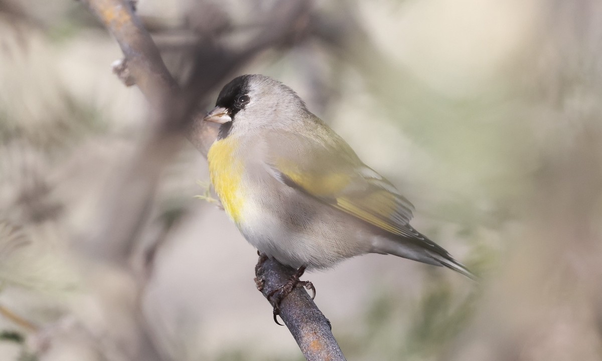 Lawrence's Goldfinch - ML645400075