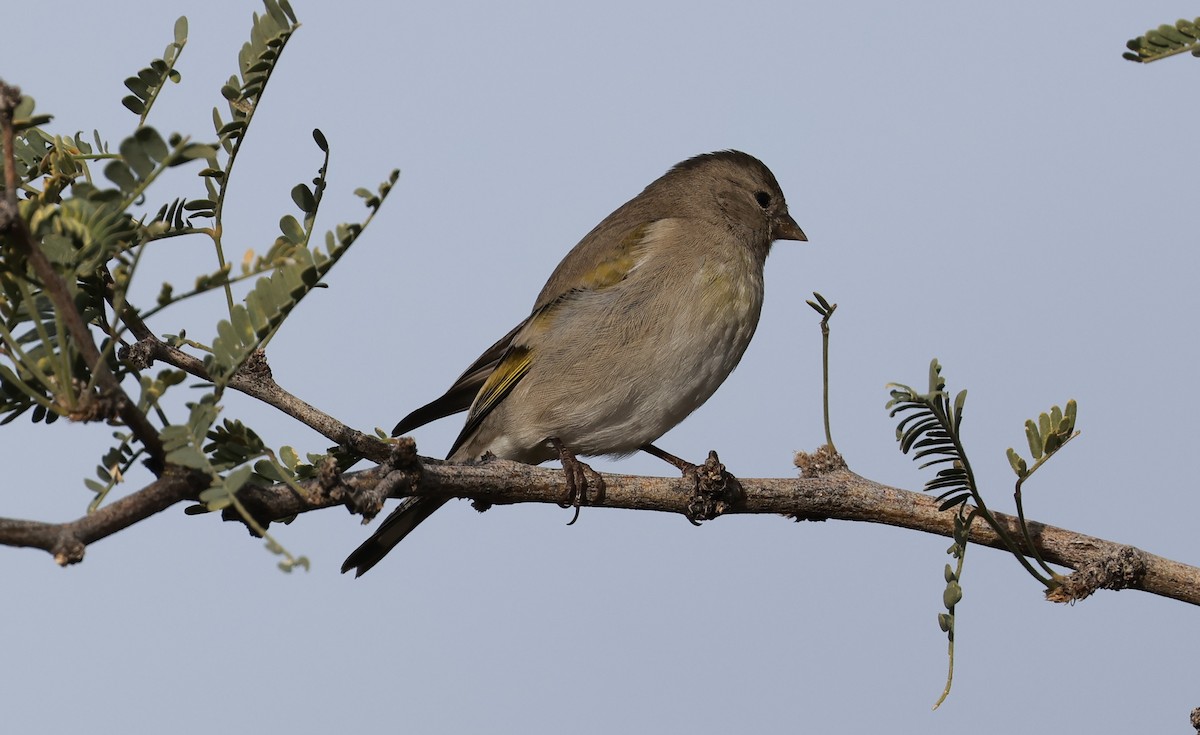 Lawrence's Goldfinch - ML645400076