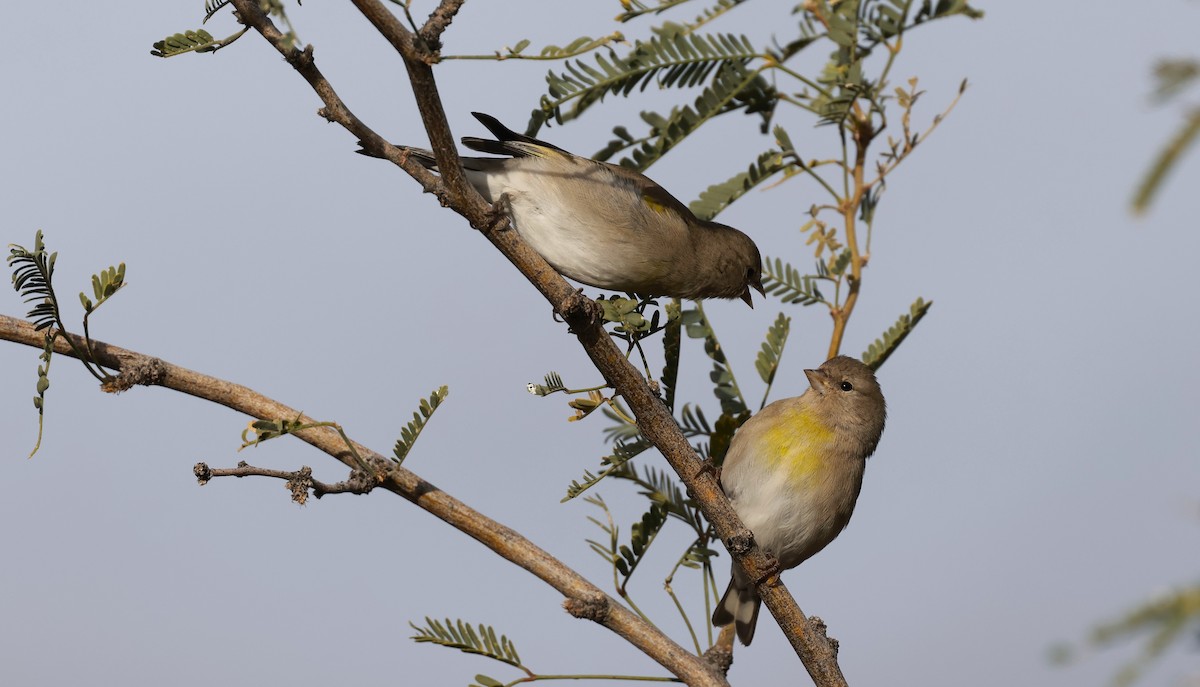 Lawrence's Goldfinch - ML645400077