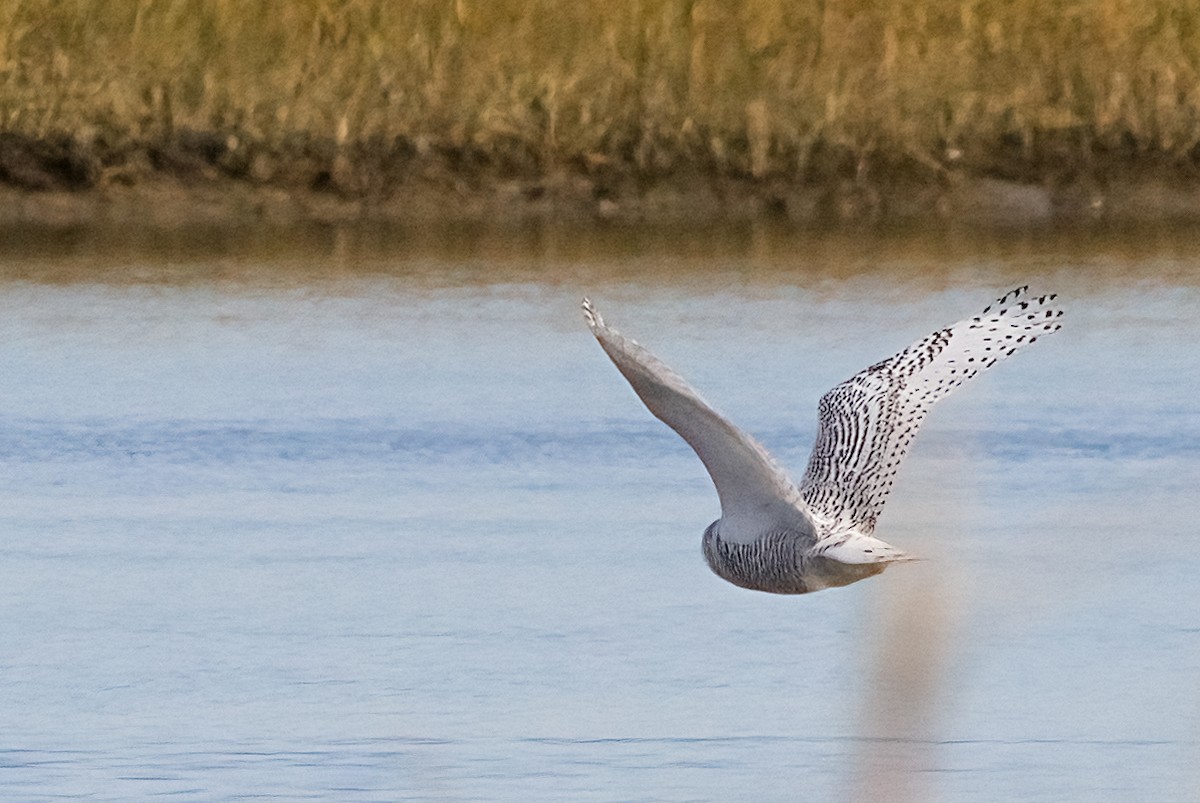 snøugle - ML645400082