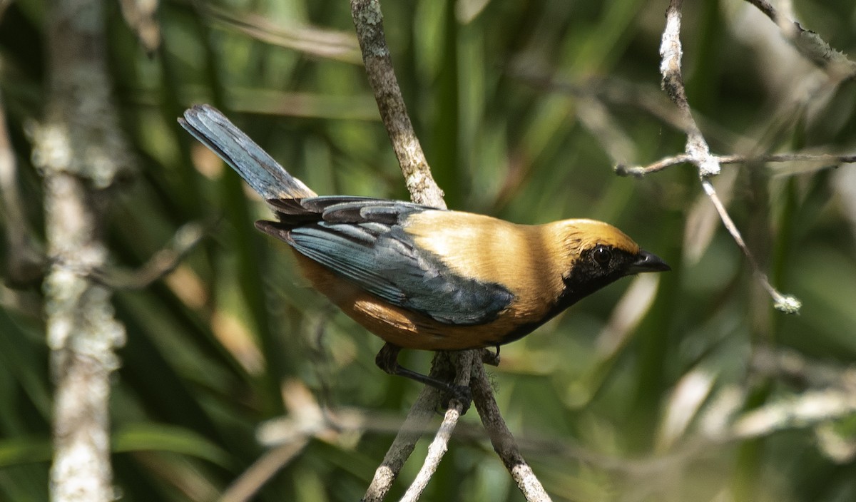 Burnished-buff Tanager - ML645400088