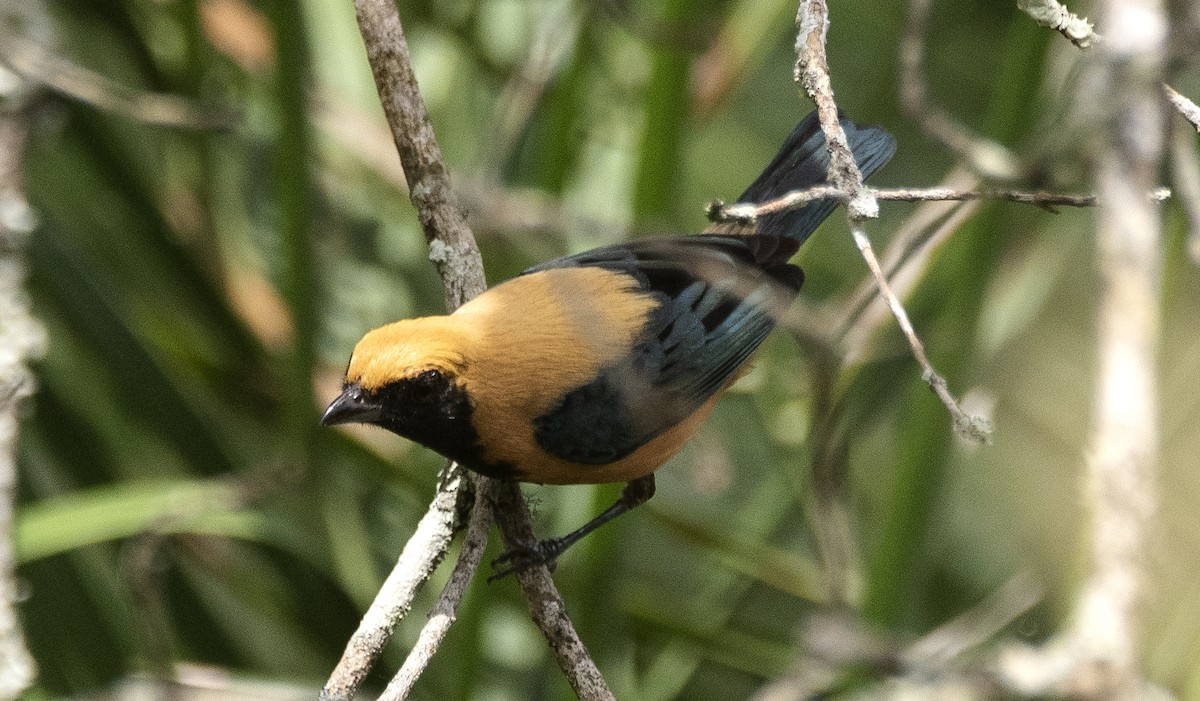 Burnished-buff Tanager - ML645400089