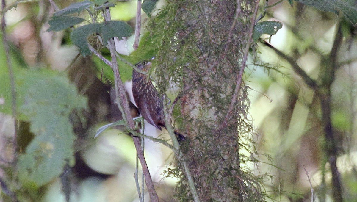 Spotted Barbtail - ML645400115