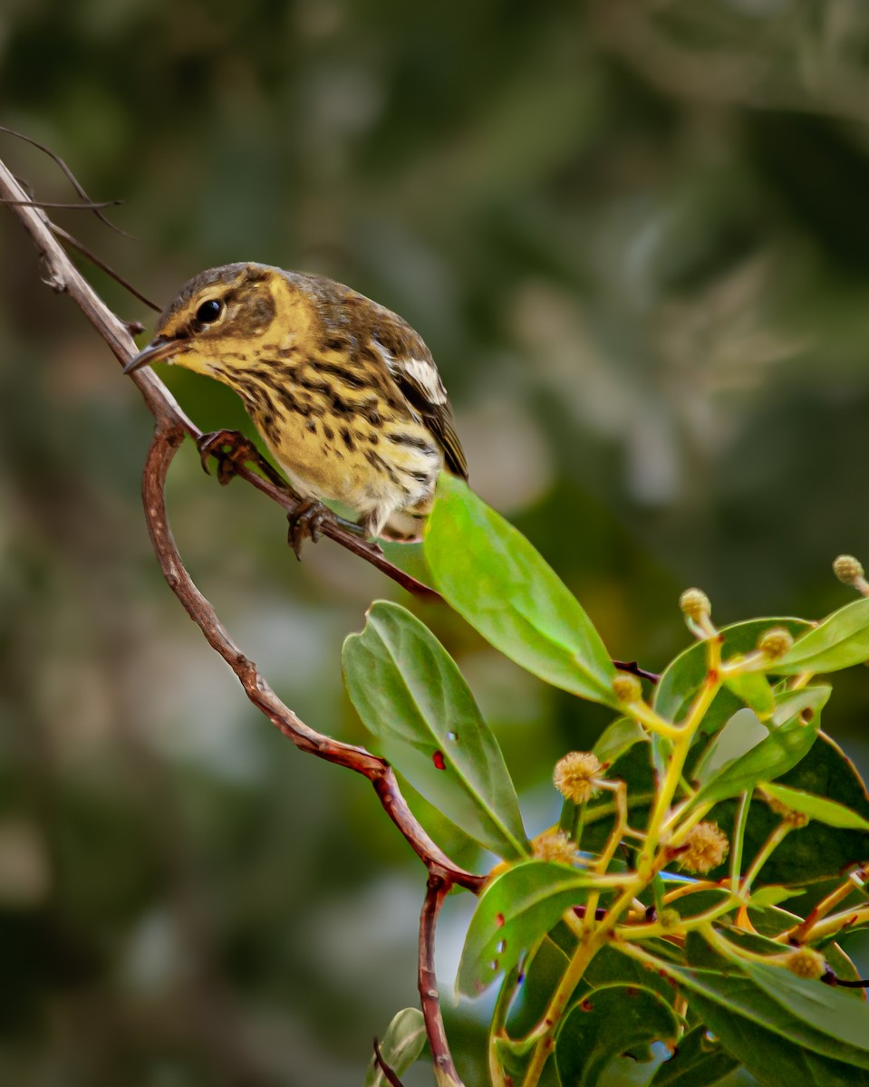 ホオアカアメリカムシクイ - ML645400116