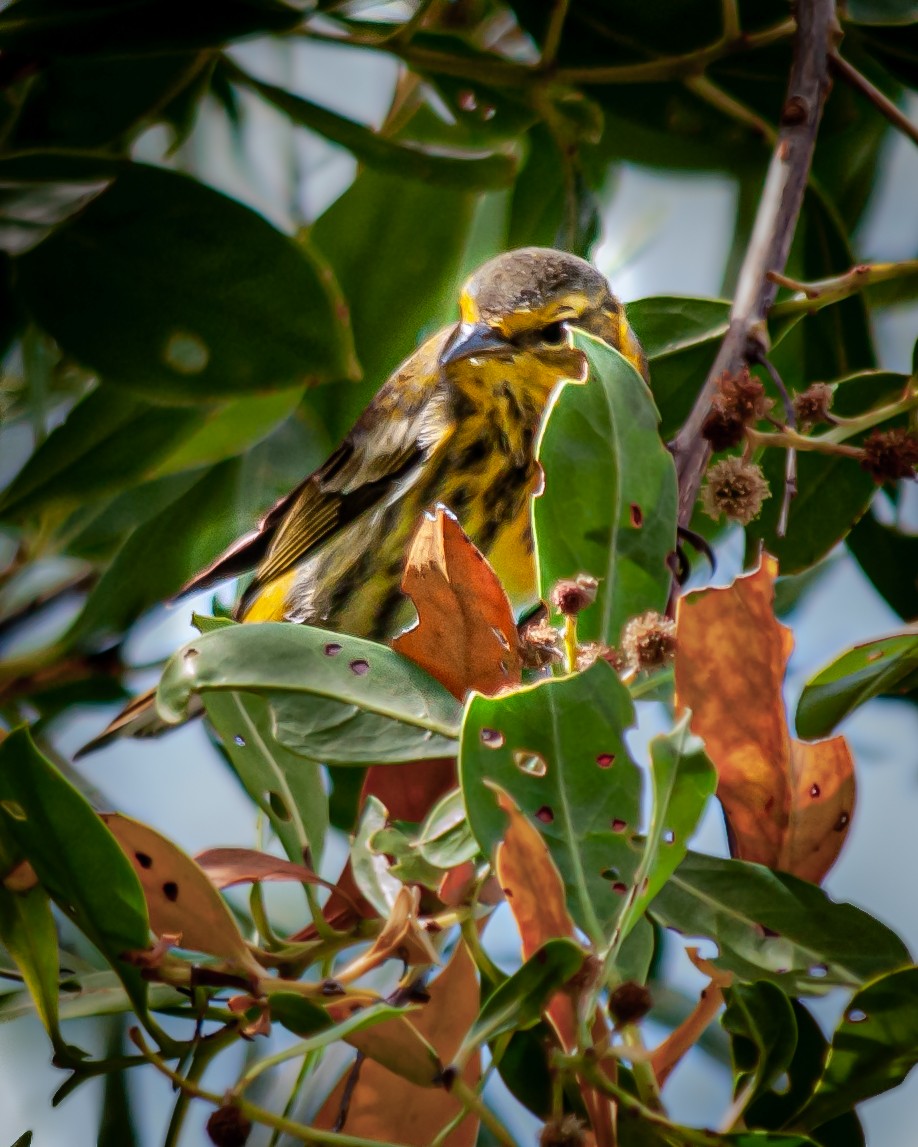 ホオアカアメリカムシクイ - ML645400117