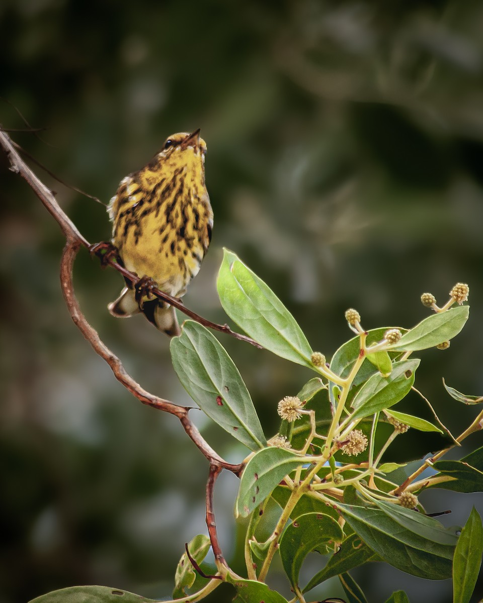 ホオアカアメリカムシクイ - ML645400118