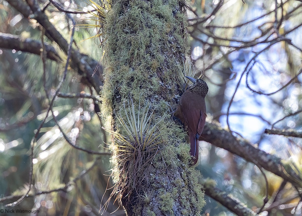 Grimpar géant - ML645400121