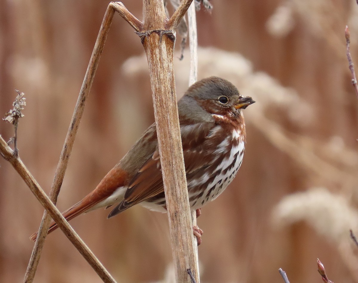 Fox Sparrow - ML645400140