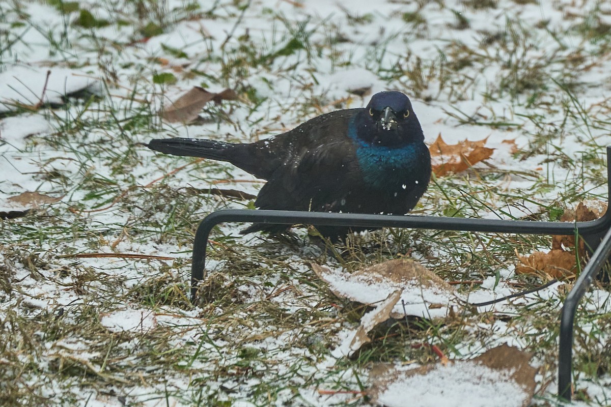 Common Grackle - ML645400154
