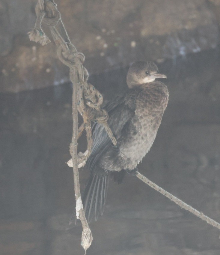 Pygmy Cormorant - ML645400168