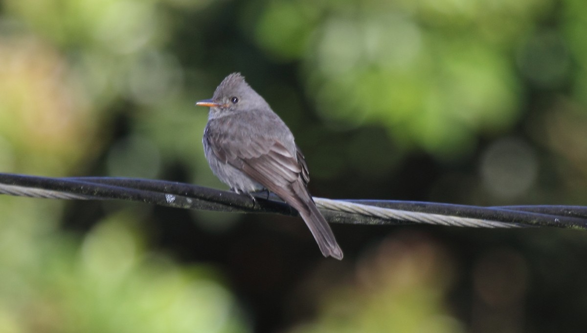 Dark Pewee - ML645400169