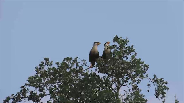 karančo jižní - ML645400170