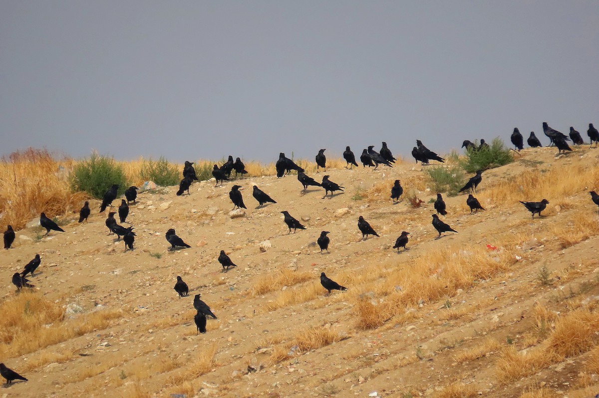 Common Raven - ML645400174