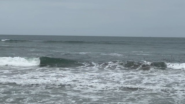 Sanderling - ML645400175