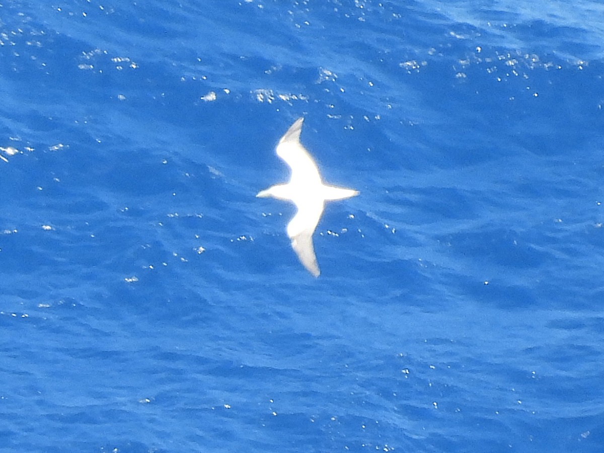 Сула червононога - ML645400176