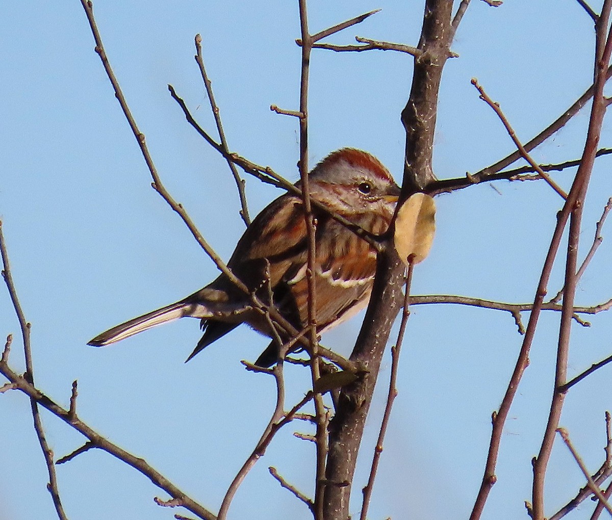 American Tree Sparrow - ML645400187