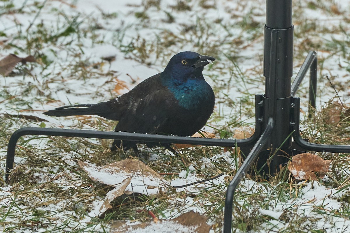 Common Grackle - ML645400194
