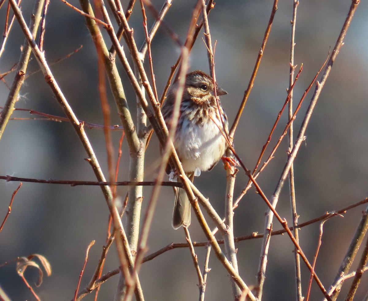 Song Sparrow - ML645400214