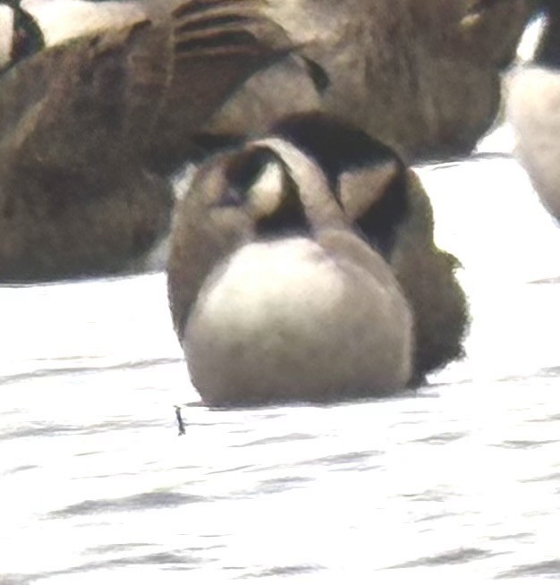 Cackling Goose - ML645400216