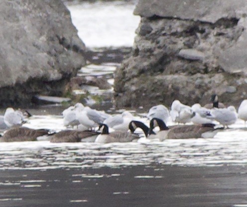 Cackling Goose - ML645400217