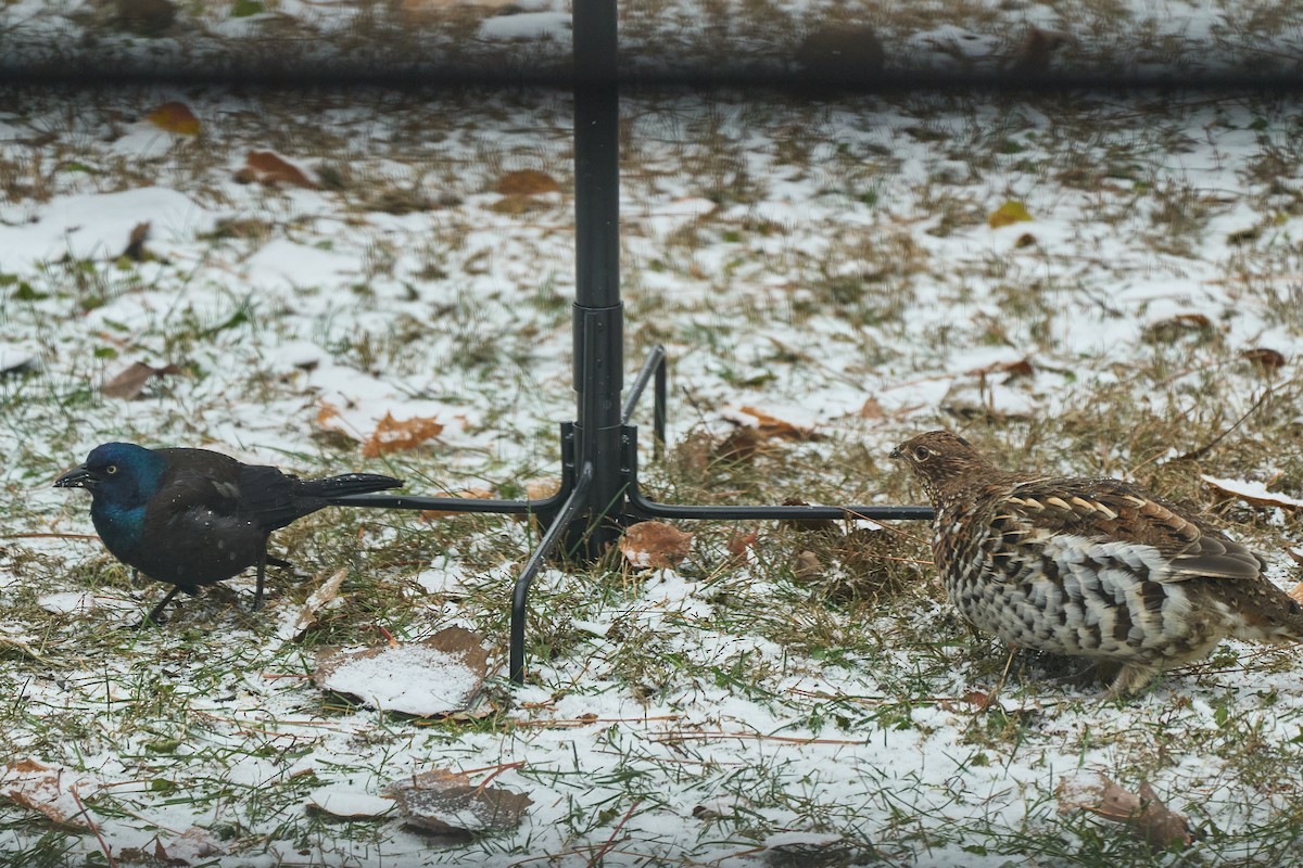 Common Grackle - ML645400225