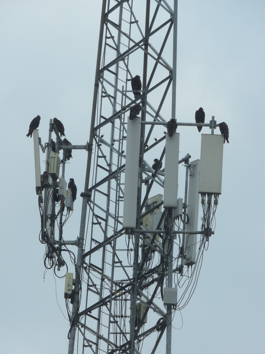 Urubu à tête rouge - ML645400229