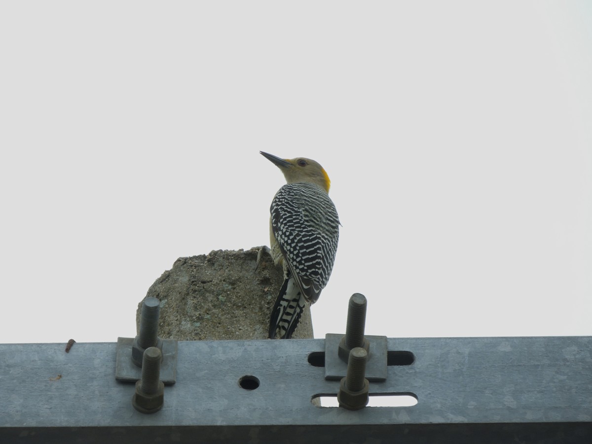 Pic à front doré - ML645400240