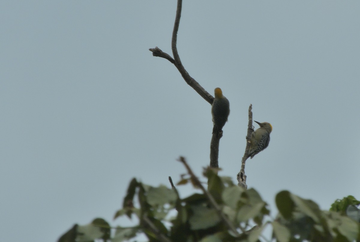 Pic à front doré - ML645400241