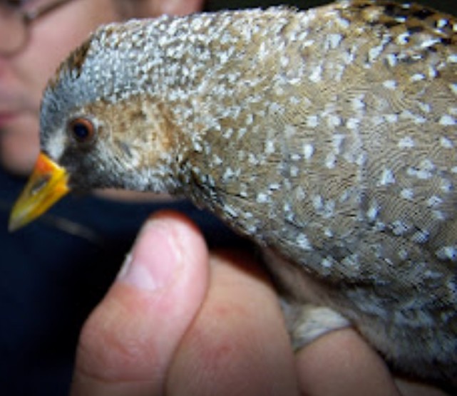 Spotted Crake - ML645400247