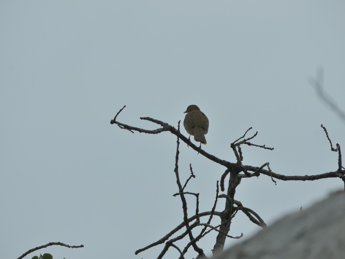 Merle fauve - ML645400248