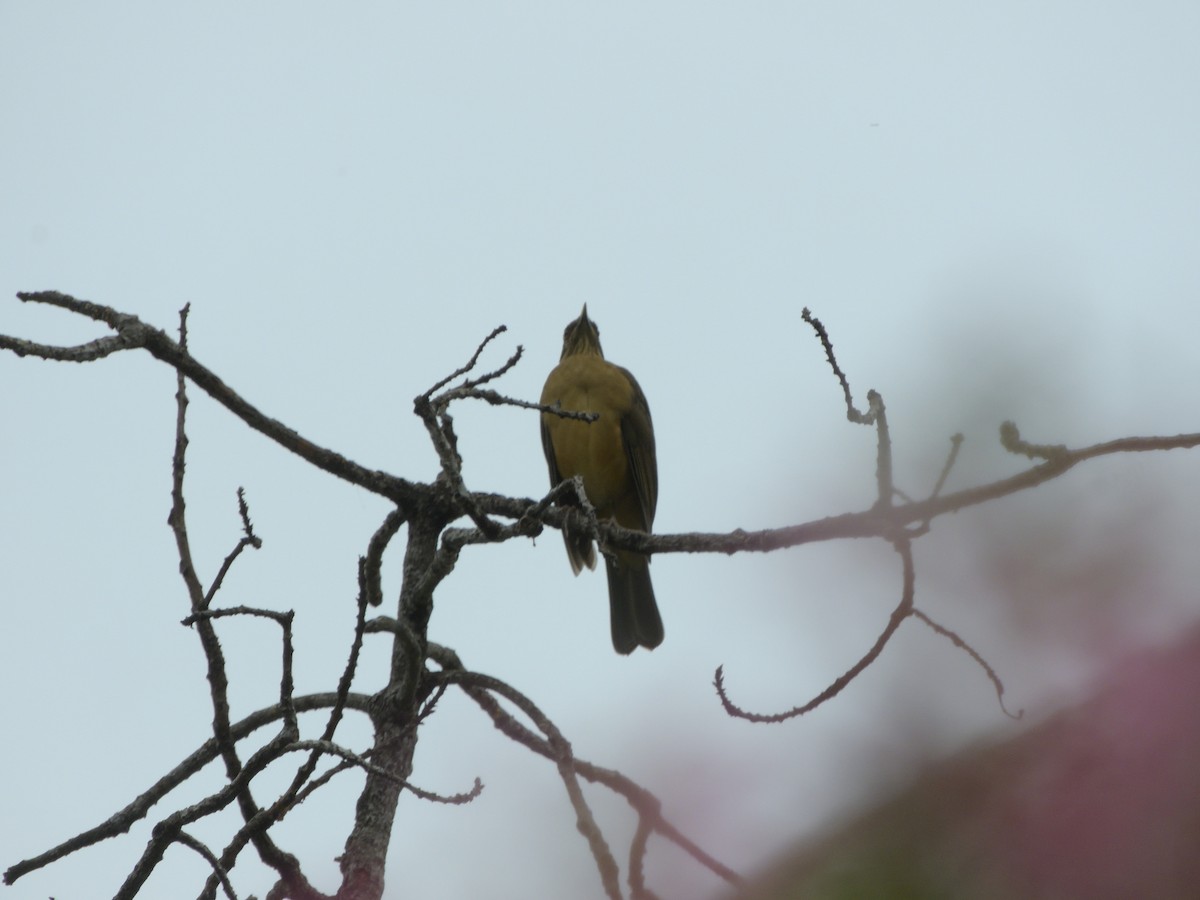 Merle fauve - ML645400249