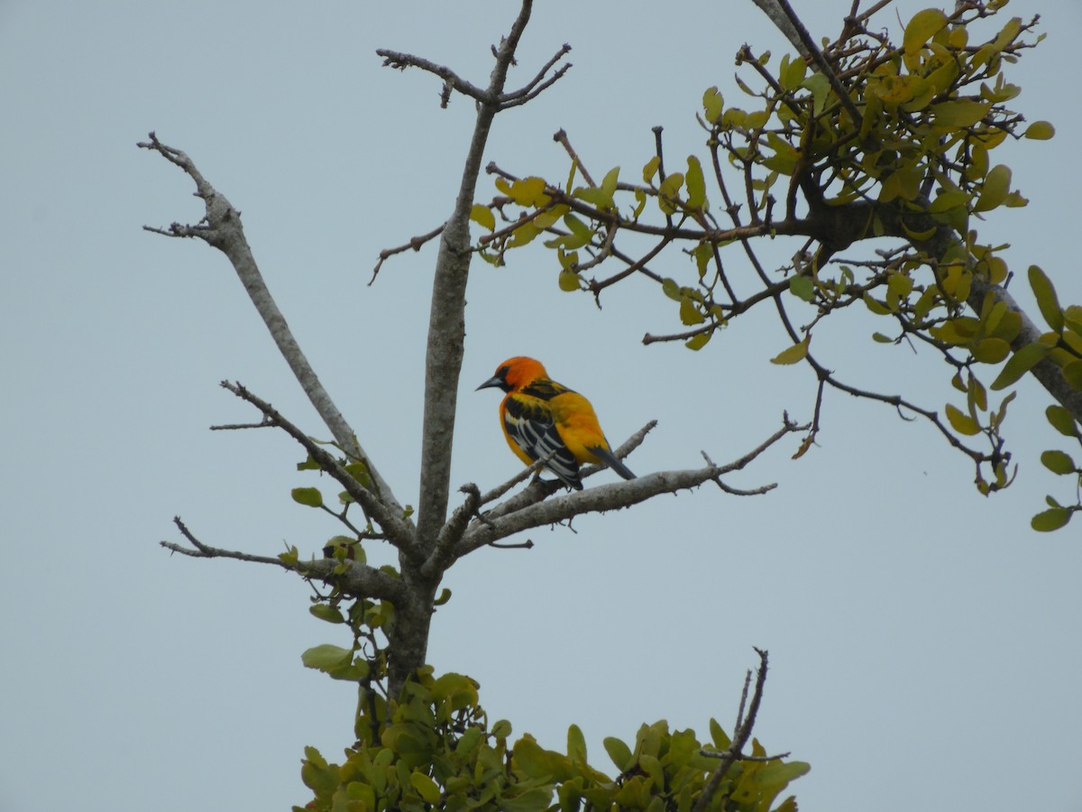 Oriole à dos rayé - ML645400264
