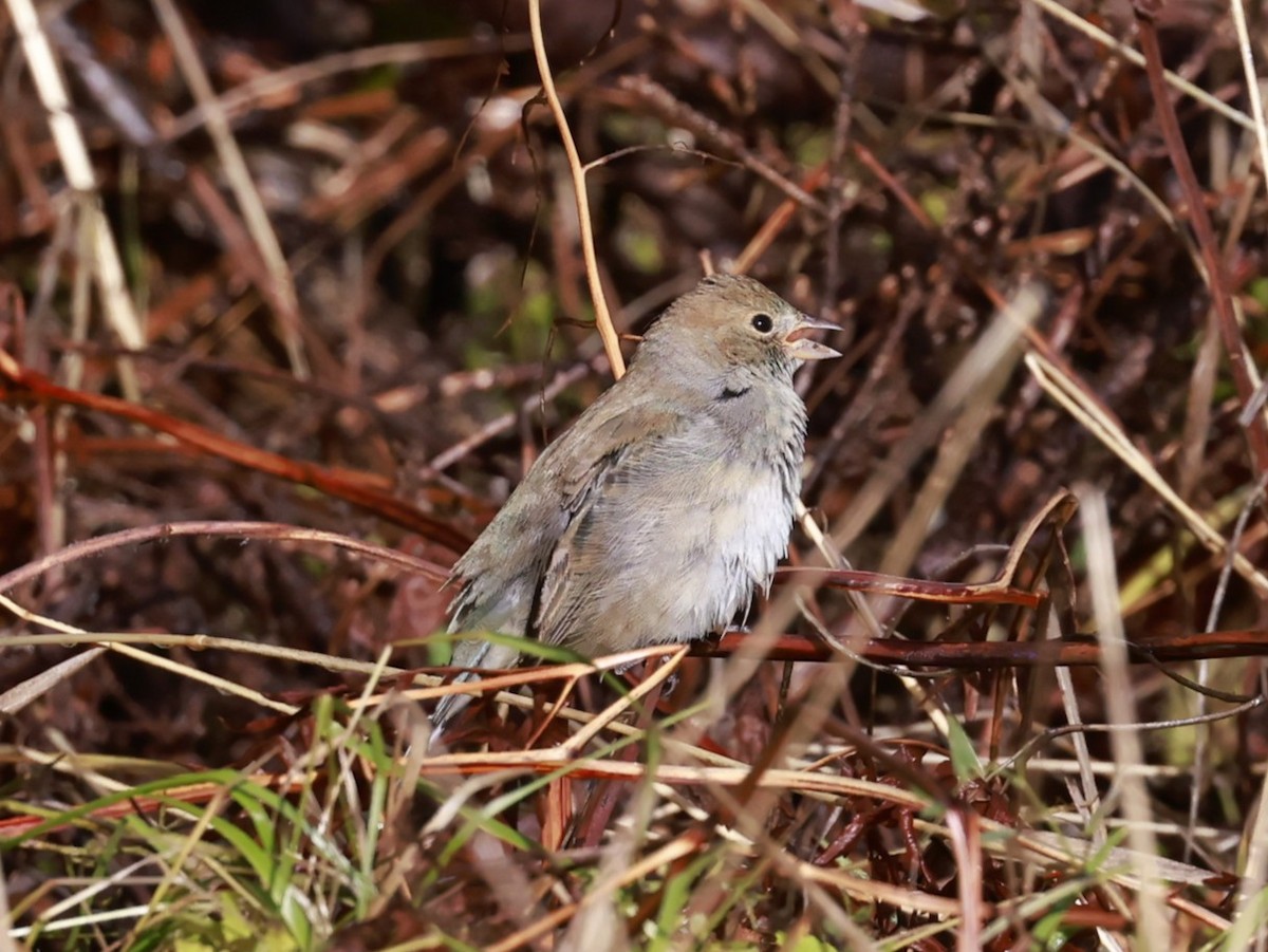 Индиговый колорин - ML645400270