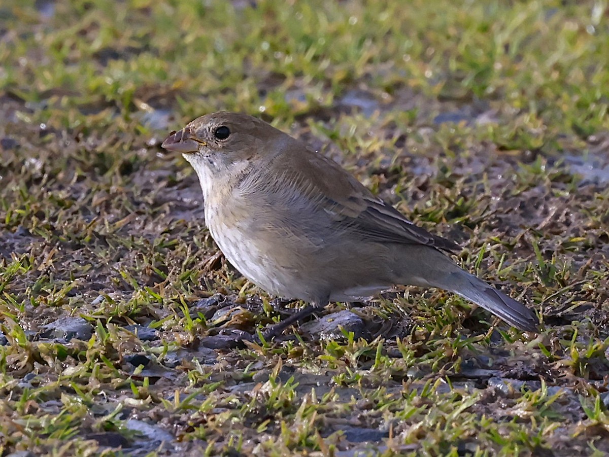 Индиговый колорин - ML645400271