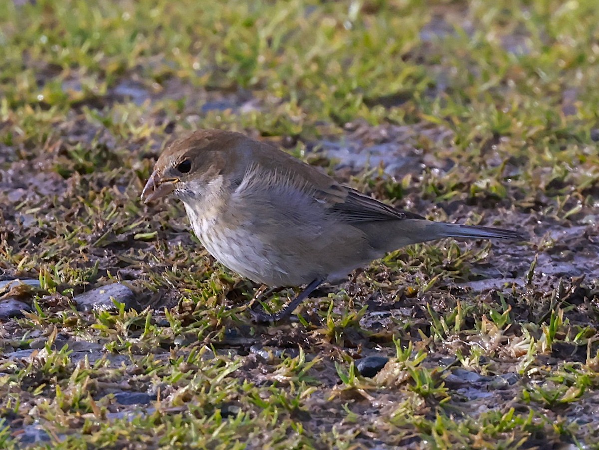 Индиговый колорин - ML645400272