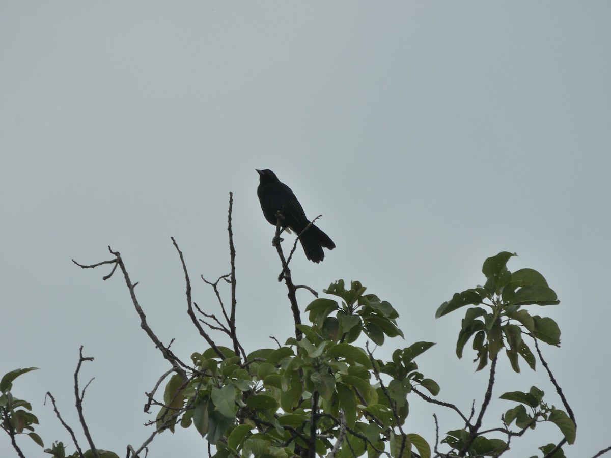 Quiscale chanteur - ML645400278