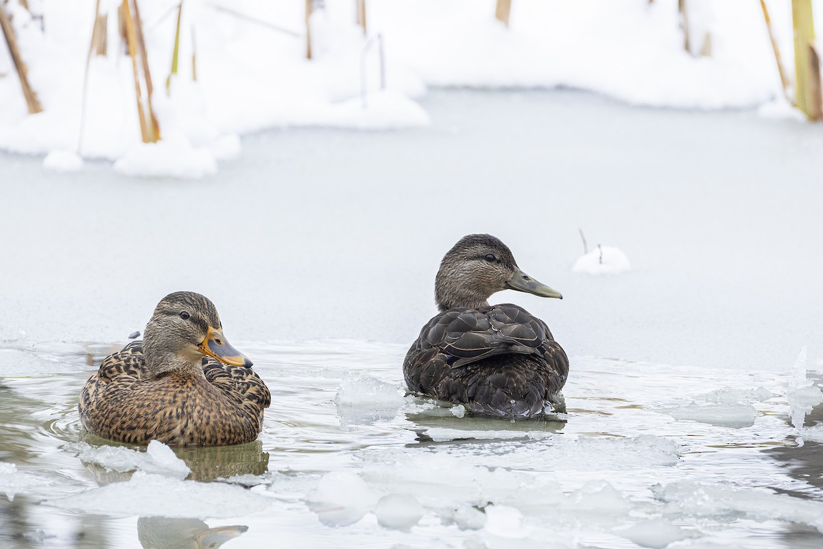 American Black Duck - ML645400281