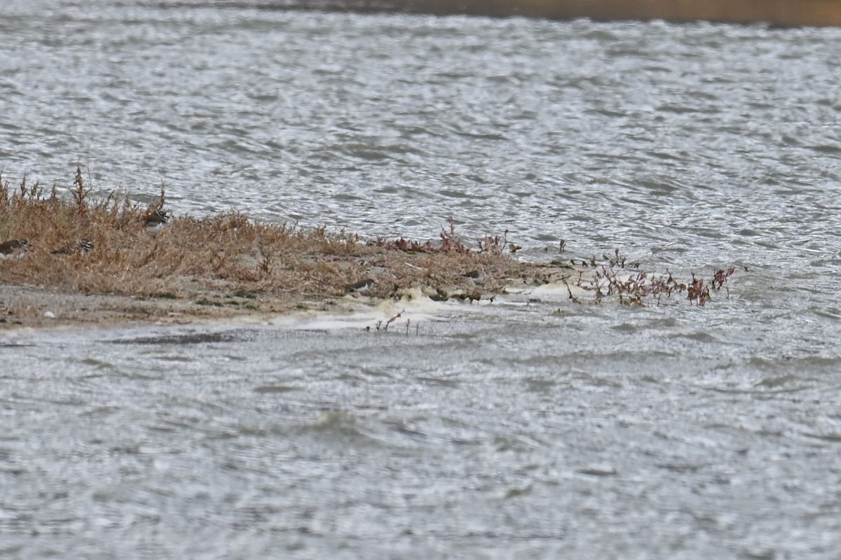 Correlimos sp. - ML645400291