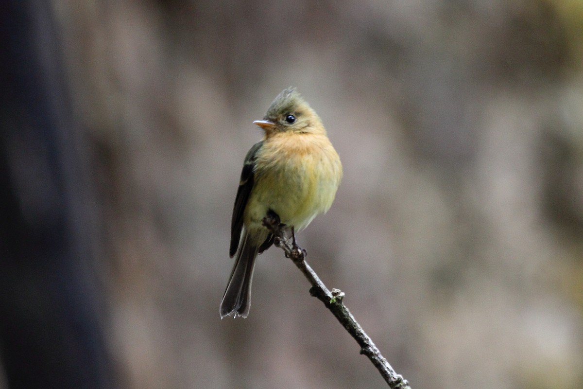 Tufted Flycatcher - ML645400292