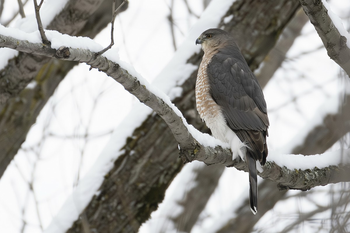 Cooper's Hawk - ML645400293