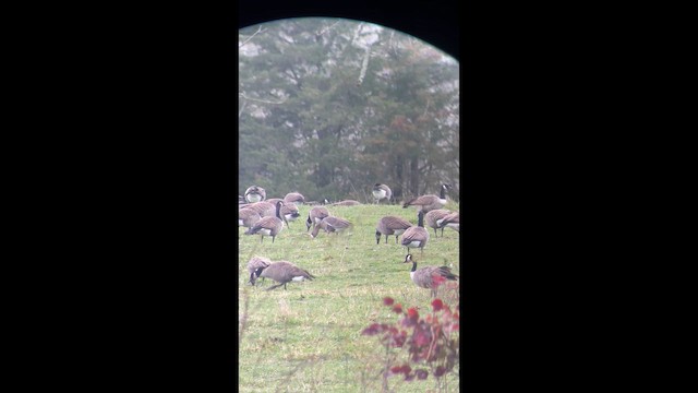Greater White-fronted Goose (Greenland) - ML645400305